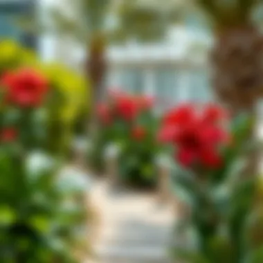Ixora in Dubai's Landscape Ixora plants in a landscaped garden setting in Dubai